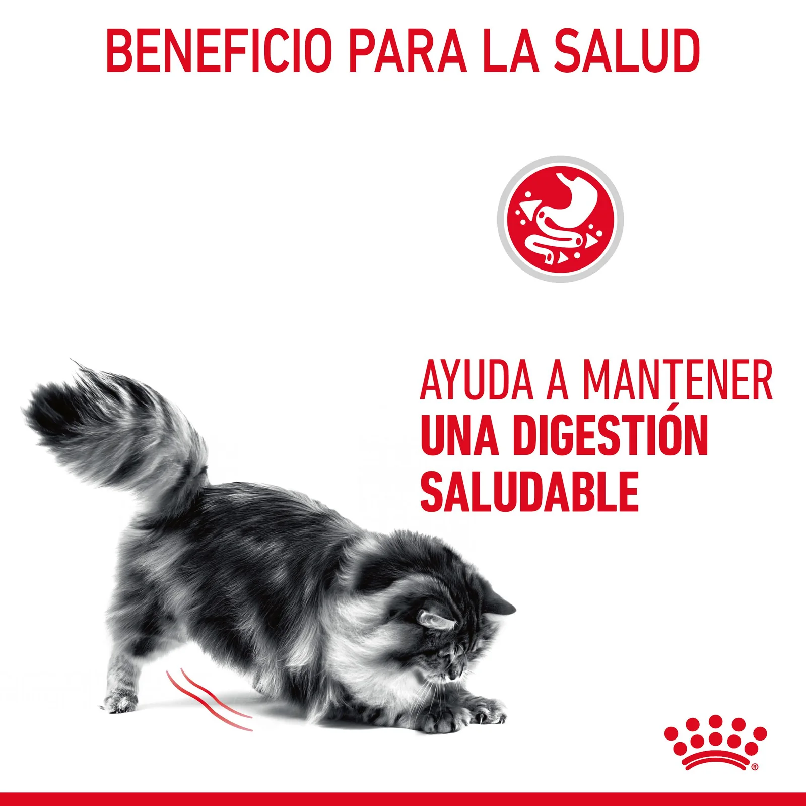 Royal Canin Digest Sensitive comida húmeda en salsa para el cuidado digestivo en gato adulto 12 x 85 g