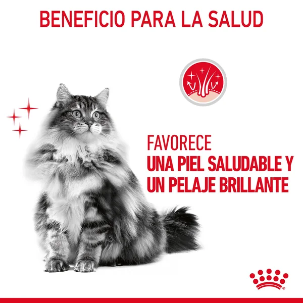 Royal Canin Intense Beauty comida húmeda en gelatina para el cuidado de la piel ye el pelaje en gato adulto 12 x 85 g
