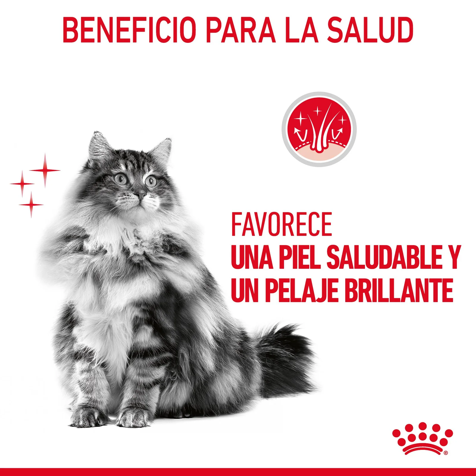 Royal Canin Intense Beauty comida húmeda en salsa para el cuidado de la piel ye el pelaje en gato adulto 12 x 85 g